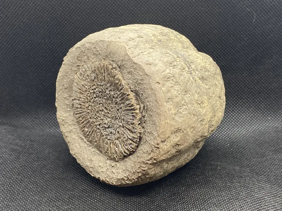 Sculpture en grès de la série Graines & Pollens — référence GP-019